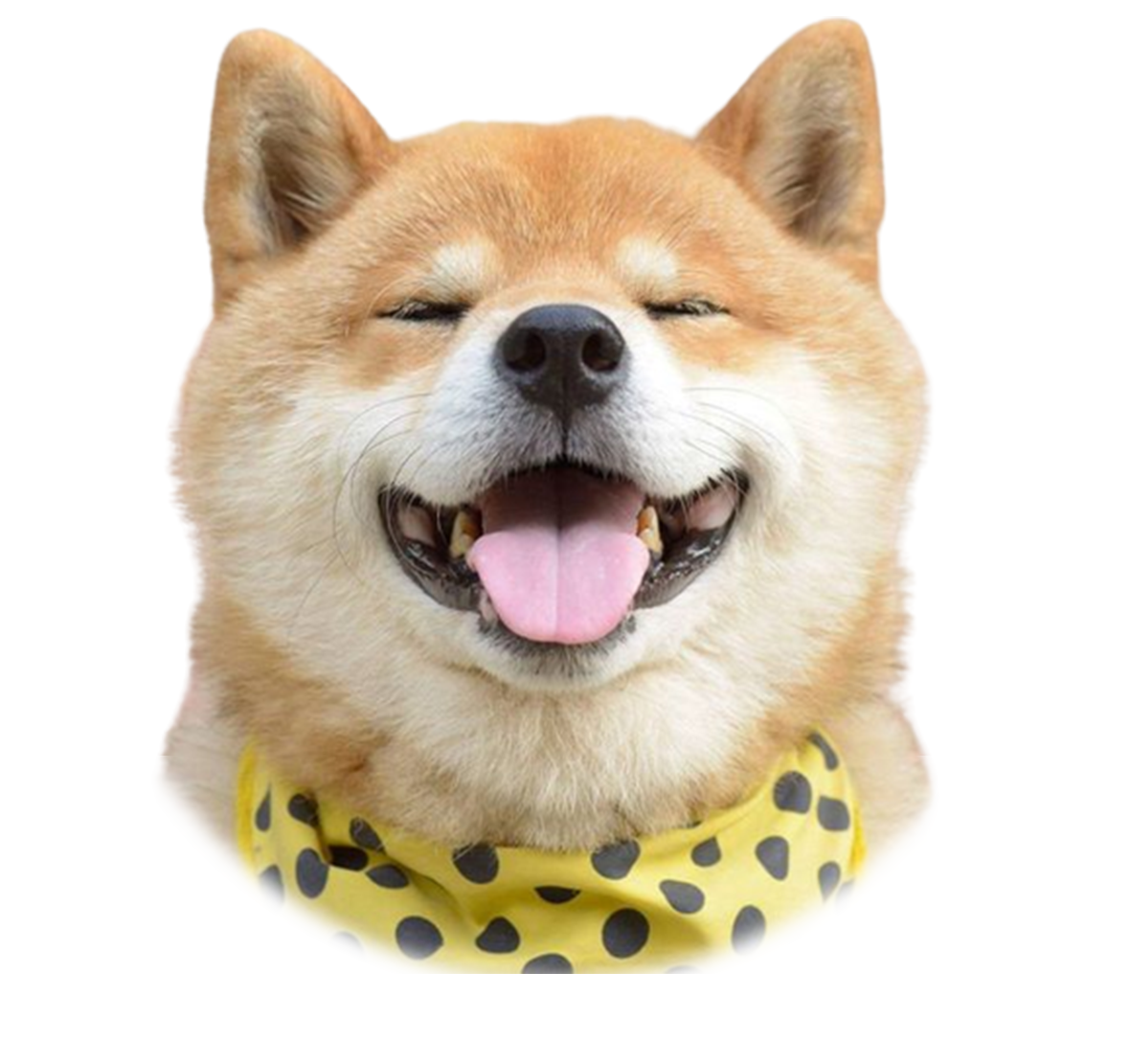 shiba